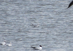 Bonaparte's Gull - Swithland Reservoir, Leicestershire