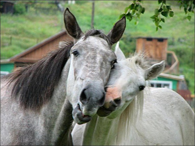  cavalo appaloosa 