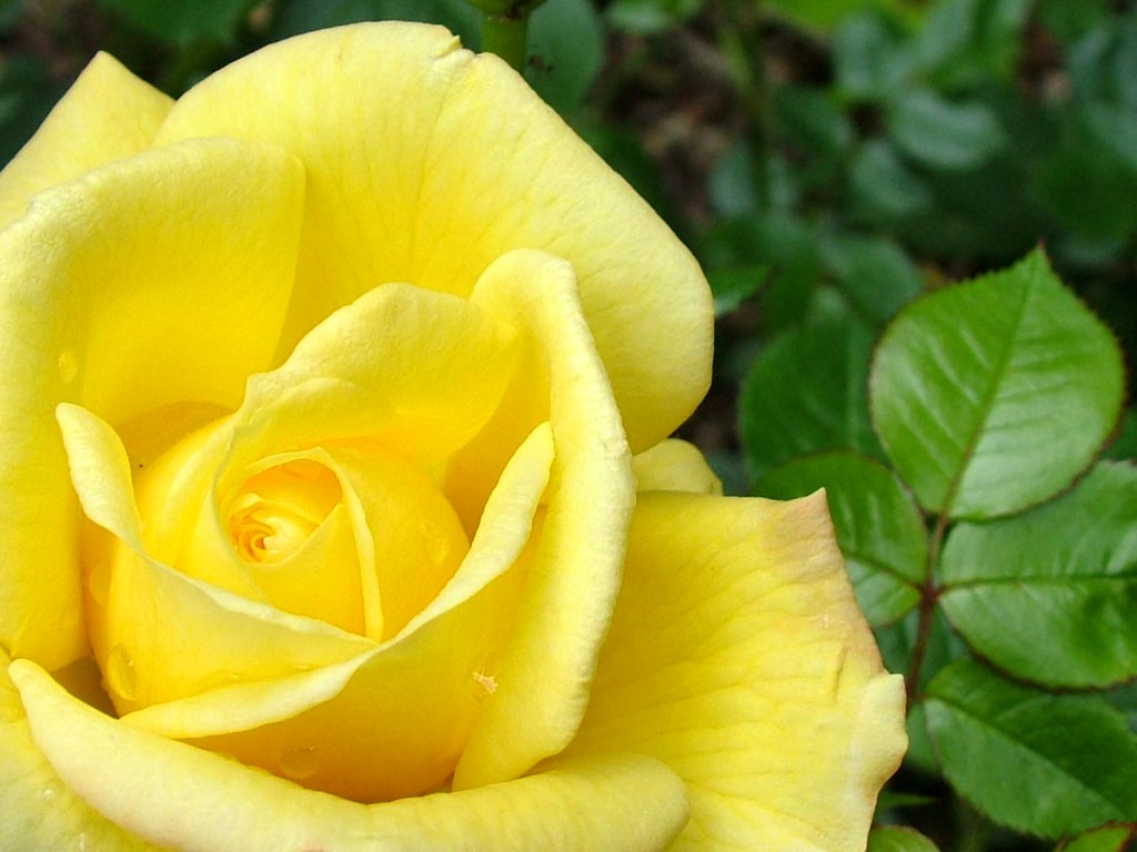 of the yellow rose....and