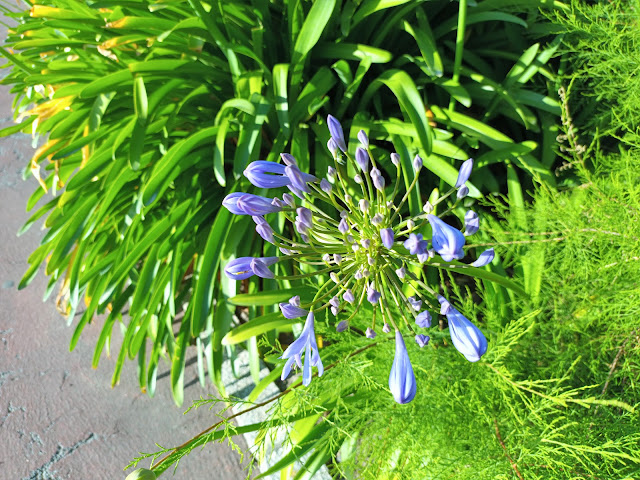 Flor de amor, agapanto o lirio africano (Agapanthus africanus (L.) Hoffmanns.).