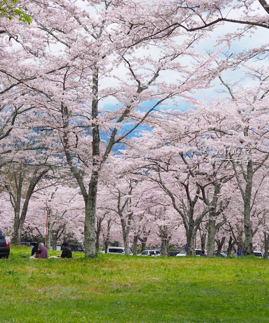 富士宮･大石寺の桜