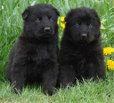 German Shepherd Puppies