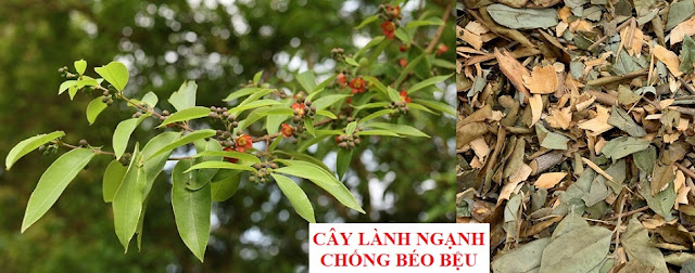 PHÒNG CHỮA BỆNH NHỜ RAU CỦ QUẢ QUANH TA - CÂY LÀNH NGẠNH CHỐNG BÉO BỆU