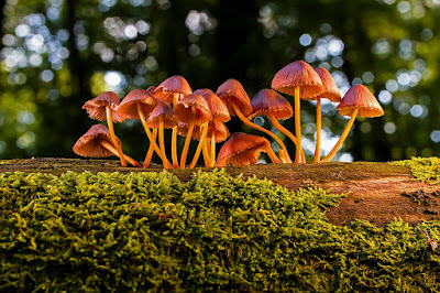 Mushroom Logs