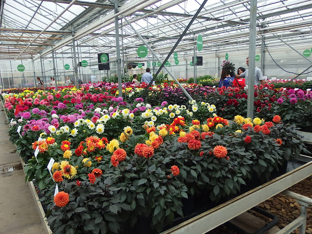 The dahlia section in one of the greenhouses