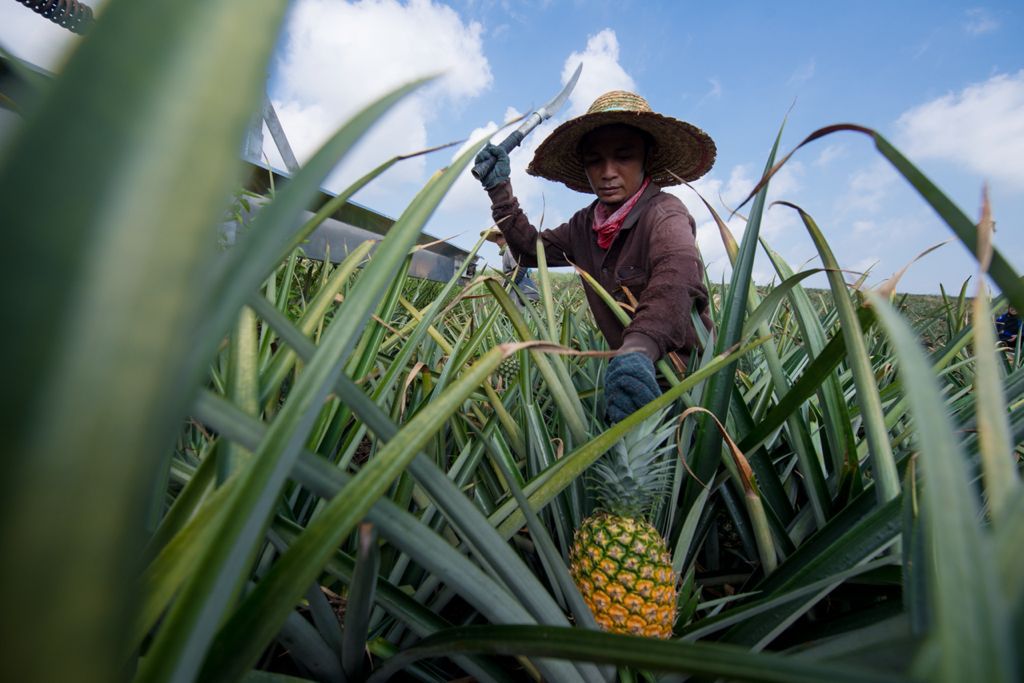 KULIM (MALAYSIA) BERHAD RAI ULANG TAHUN KE-88, BAKAL PENERAJU AGRIBISNES MENJELANG 2025