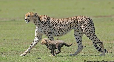 Cheetahs Cub Pics