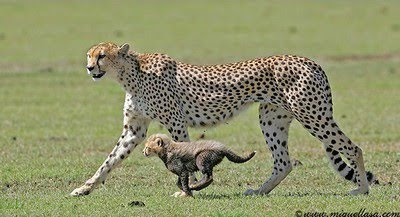 Cheetahs Cub Pics