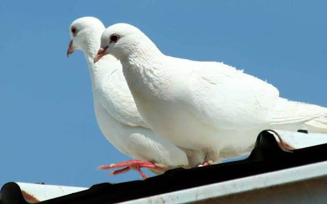 Cooing of pigeons in dream meaning