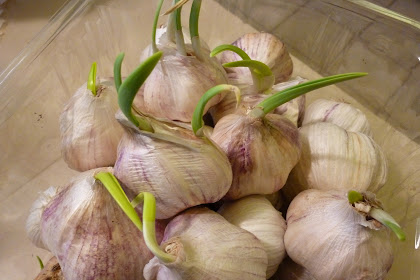 My Garlic Is Sprouting! What Should I do? How To Make Your Own Garlic Powder.