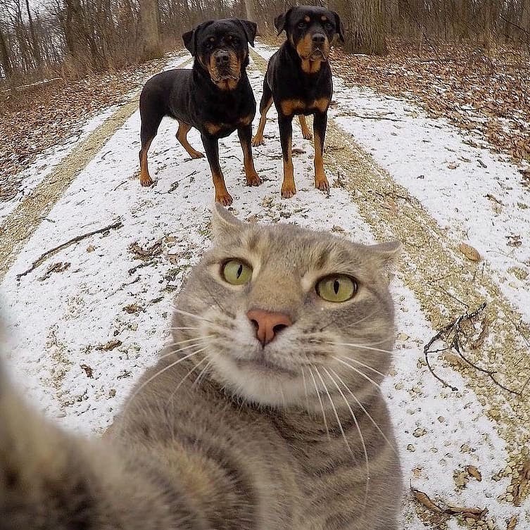 Two celebrity dogs pose for a selfie with a fan