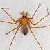 Rear spider found in Oregon cave