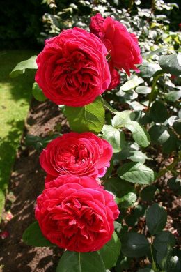 Hình ảnh hoa hồng đỏ đẹp nhất