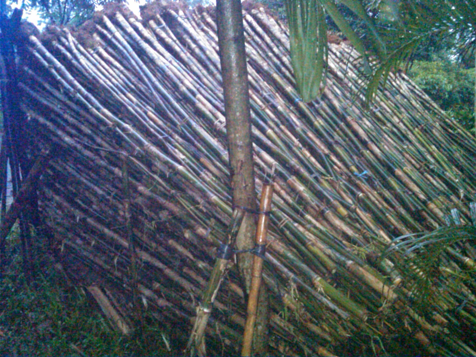 jual bambu  jepang  untuk pagar  Rumput Gajah Mini