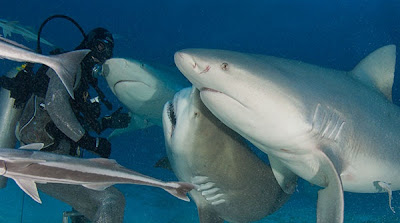  Bull shark Picture 