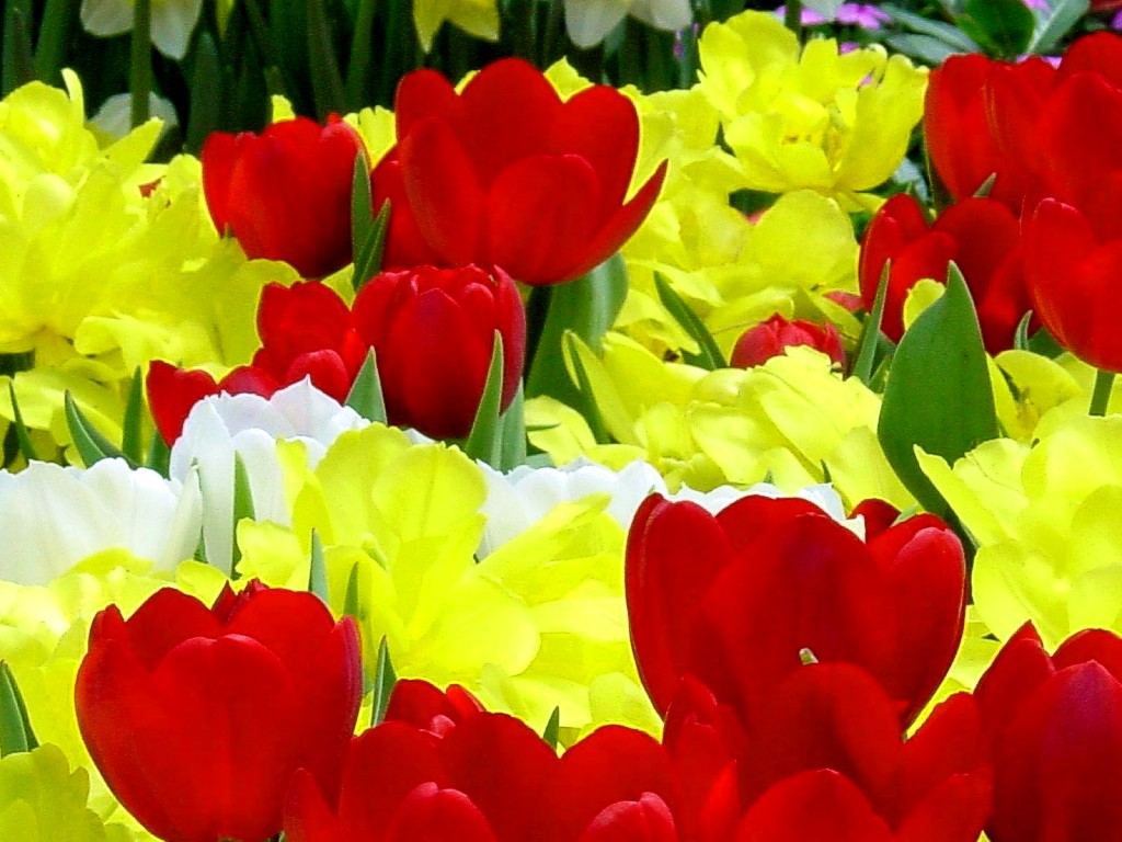 Beautiful Flower Wallpapers For Facebook - Fresh Flowers