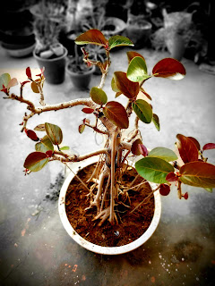 Banyan tree bonsai