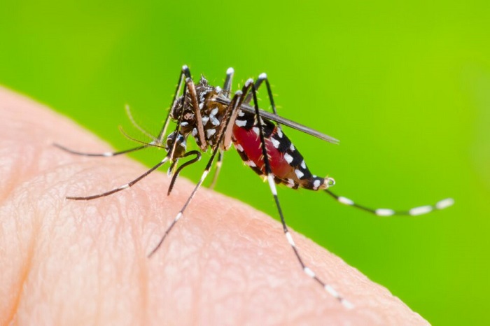 Dengue Aedes Mosquitoe