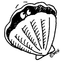 clam