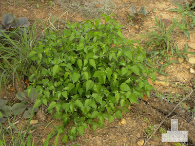 Ají de la mala palabra (Capsicum chacoense)