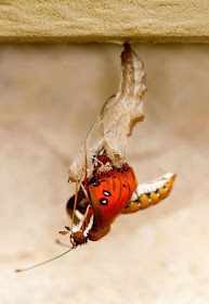 Pictures of transformation from a cocoon to a beautiful butterfly, cocoon to butterfly, metamorphosis of a butterfly, amazing creatures, from pupa to butterfly