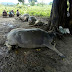 ထီးချိုင့်မြို့နယ်တွင် မိုးကြိုး ပစ်ခတ်မှုကြောင့် ကျွဲမ (၇) ကောင်သေဆုံး