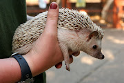 Hedgehog. ni bila dorang nak pertahankan diri (african pygmy hedgehog )