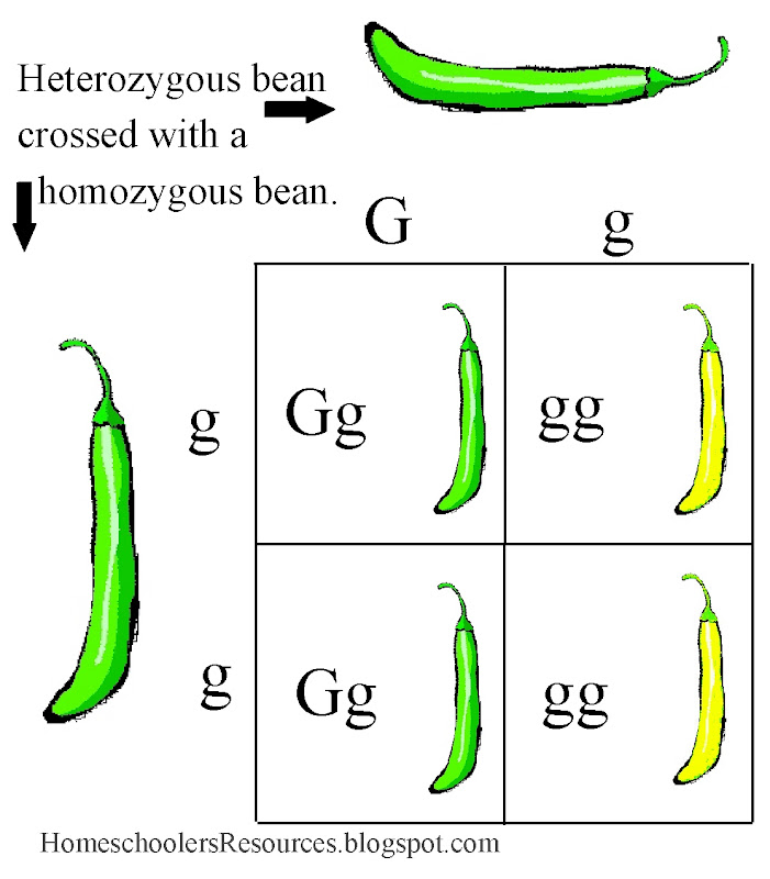 zHomeschooler's Resources: Biology 101, Chapter 7, The 6th Day - Biology History, Cells ...