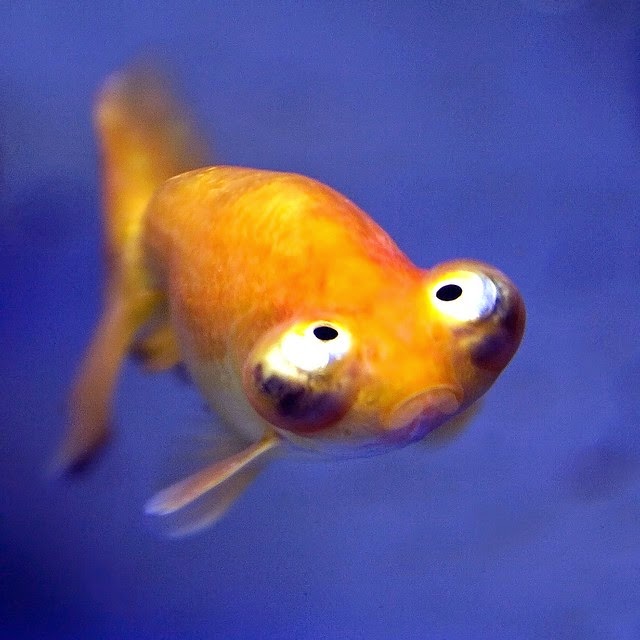 Funny Fish