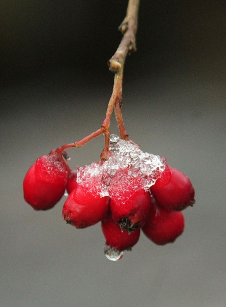 5-berries