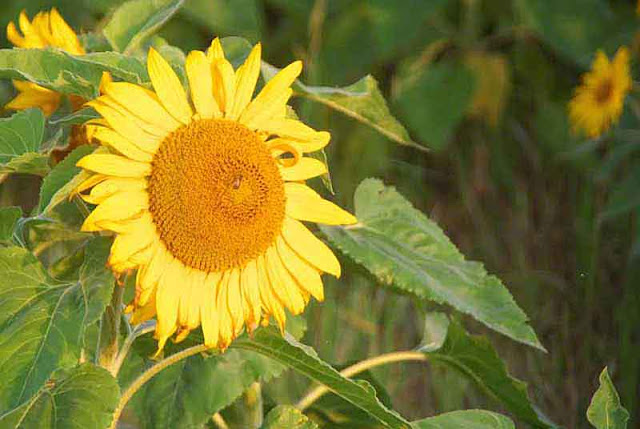 flowers,sunflower, springtime, nature, Okinawa