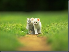 CAT_0035