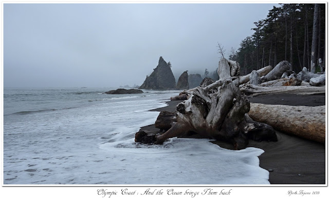 Olympic Coast: And the Ocean brings Them back