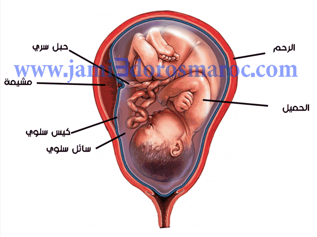 من الاخصاب الى الحمل الثانية اعدادي