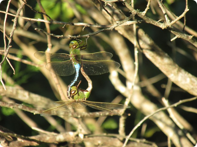 IMG_2269 Green Darner (Anax junius) Dragonfly (3)