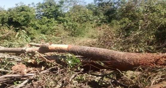 Trabalhador morre durante derrubada de árvore em distrito de Porto Velho