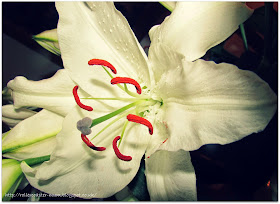 Stunning white lily flower