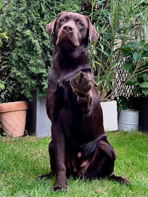Augen auf beim Hundekauf.Papiere sind nicht gleich Papiere