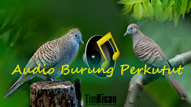 Tambahan Audio Suara Burung Perkutut 