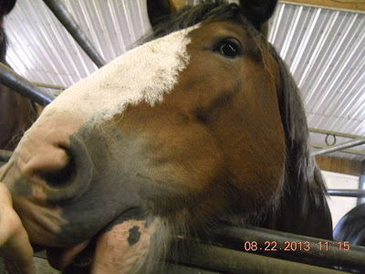 Bay sabino Clydesdale head