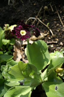 Primevère Oreille d'ours - Primula auricula