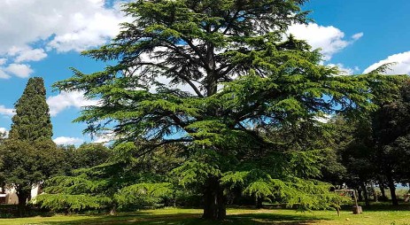 Which one of the following is the National Tree of Pakistan?