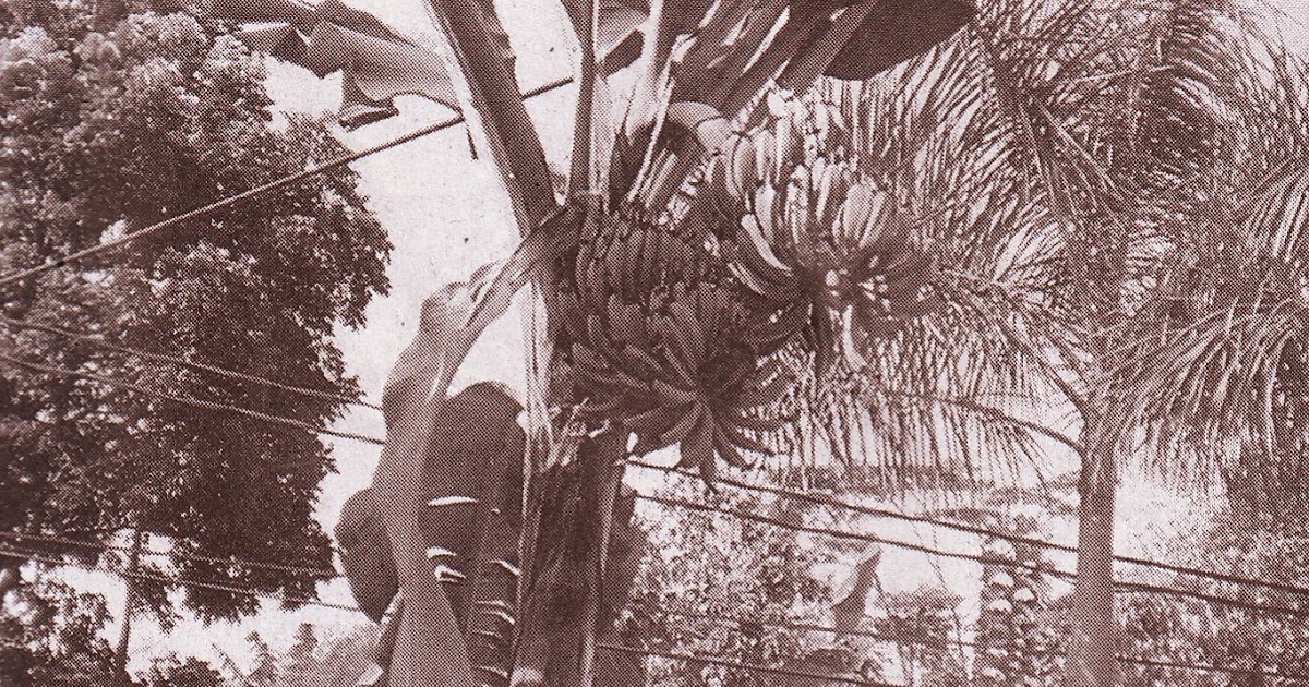 Foto hantu penampakan cerita setan: Foto Hantu Pisang Ajaib