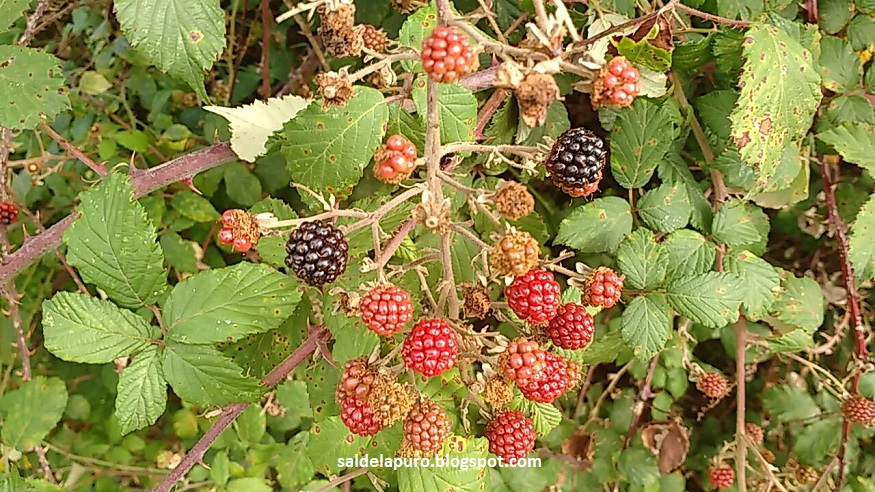 moras