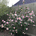 A Camellia Blooms in Katy ...