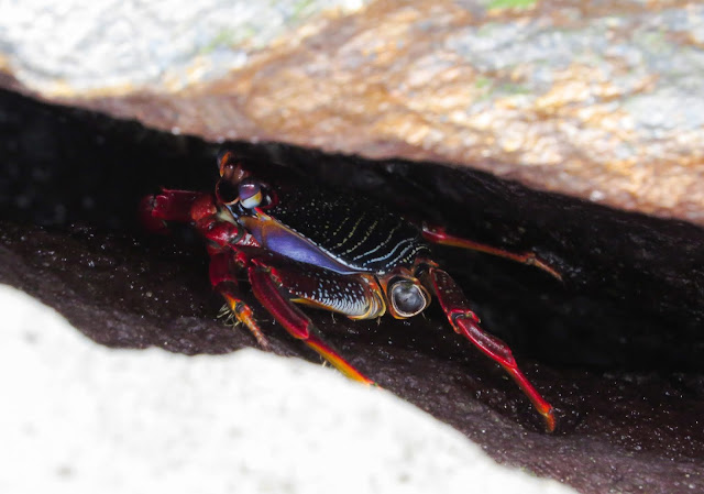 East Atlantic Sally Lightfoot crabs (Grapsus adscensionis) - Tenerife