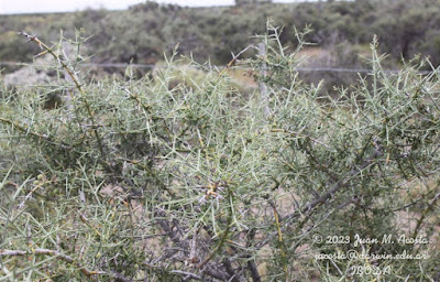 Malaspina (Retanilla patagonica)