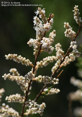 http://www.biodiversidadvirtual.org/herbarium/Tamarix-africana-Poir.-img460850.html