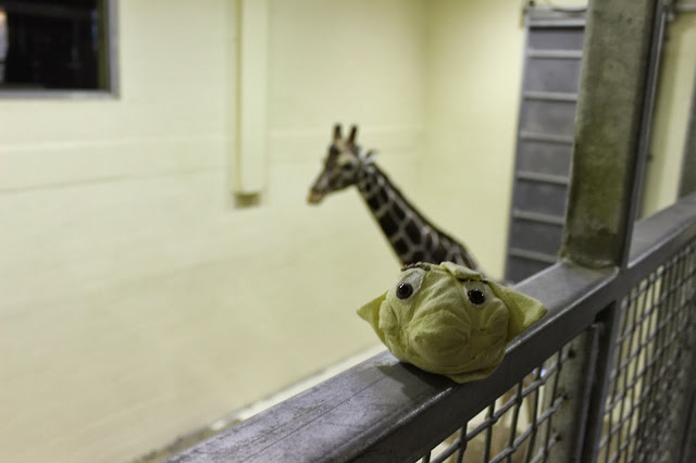 Little Star sits on a silver metal fence railing in a very brightly lit room.  The walls are an off white and there is a tall silver metal garage door in the background.  Little Star is yellow and about the size of a baseball.  He has big eyes, brown eyebrows, a small nose and plump cheeks, with a tuft of blond hair and spiked rays coming out from him.  One ray is flopped over on top of his head and it gives him the appearance of having a raised eyebrow.  Coming towards him is a very tall male giraffe.  Only part of the giraffe's neck and head can be seen.  The giraffe has a long slender face and incredibly long neck of probably at least 5 feet.  He stands probably a good 20 feet tall and has beautiful medium brown spots all over that look a bit like stones with white dividers between them.  He has small ears and two small straight horns on the top of his head. He also has a short black mane.