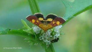 Pyrausta (Pyrausta) falcatalis DSC164332